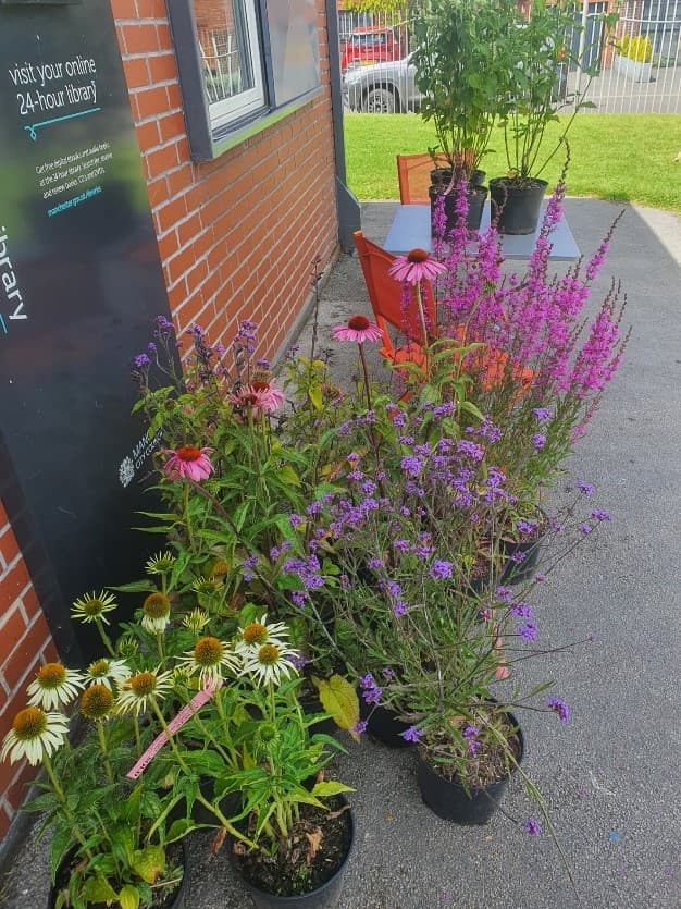 Manchester Libraries Launch Seed Libraries and Nature Walks with New Funding