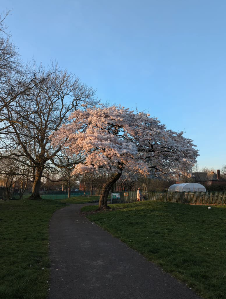 Manchester to Plant Hundreds of Trees in Citywide Green Push